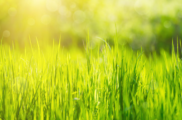 Fototapeta na wymiar Sunny green grass field suitable for backgrounds or wallpapers, natural seasonal landscape