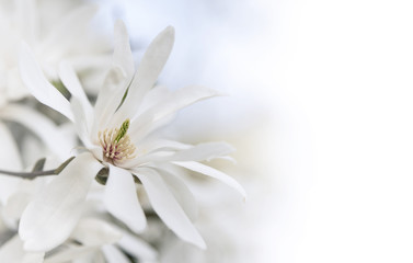 White magnolia blossoms.