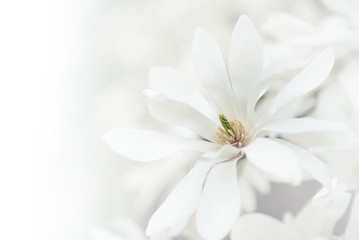 White magnolia blossoms. - obrazy, fototapety, plakaty