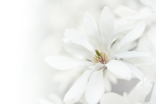White magnolia blossoms.
