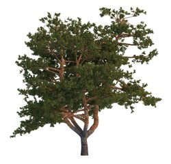 3D Illustration Pine Tree