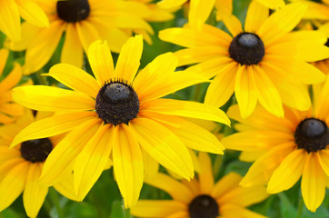  Flowers rudbeckia in the garden