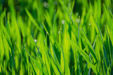 Natural abstract soft green eco sunny background with grass and light spots