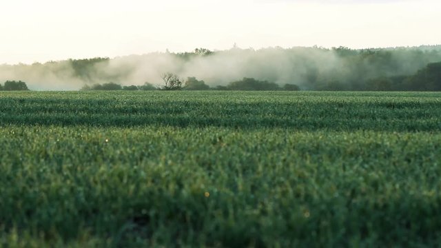 Breathtaking landscape of green meadow in the mist.
