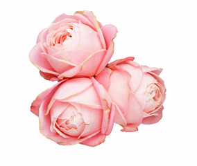 薔薇