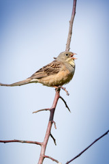 male Ortolan Bunting (Emberiza hortulana).