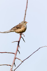 male Ortolan Bunting (Emberiza hortulana).