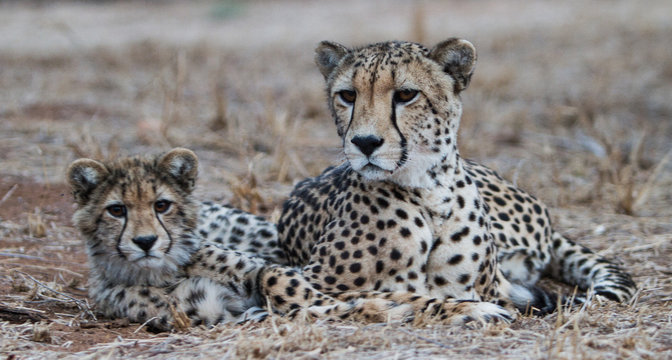  Peaceful Pair.  Mother Jaguar and cub, watching the world go by. Taken in Kruger National Park in South Africa.