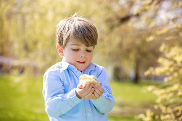 Sweet cute child, preschool boy, playing with little newborn chi