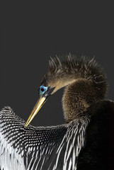 American Anhinga (Anhinga anhinga)