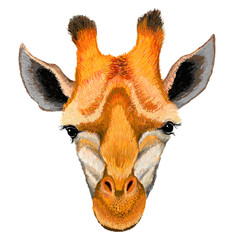 Hand drawn illustration of cute giraffe face on white background.