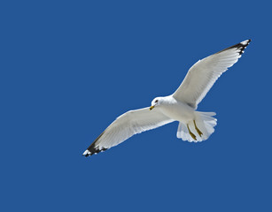 Ring billed Gull (Larus delawarensis)