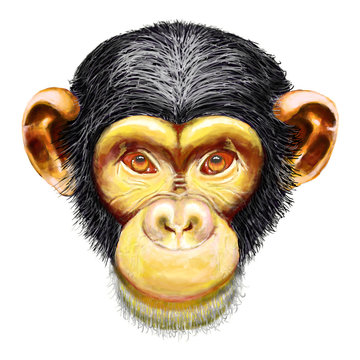 Monkey chimpanzee head, ape, simia troglodytes, front face, picture isolated on white background
