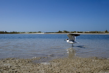 Laughing Gull ((Larus atricilla)