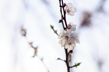Flowers on a brench