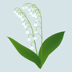lily of the valley double