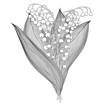 Lily Of The Valley Black And White Outline