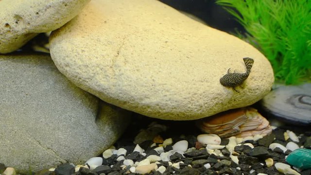 Маленький сомик (лат. Ancistrus dolichopterus) плывет над камнем