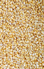 Placer of yellow corn isolated