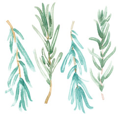 Obraz premium Rosemary branches in classic watercolor style on white background. Rosemaries watercolour branch illustration. Spices for cooking.