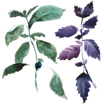 Watercolor basil illustration. Fresh branch of spice on white background. Purple and green basil with real paper texture for organic food badge.