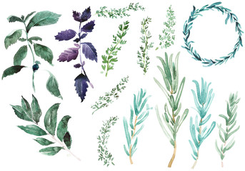  Spices for cooking. Rosemary branches in classic watercolor style on white background. Rosemaries branches, basil leaves, thyme circle, laurus illustration.