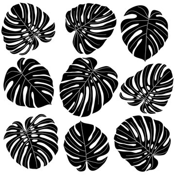 monstera leaves in black and white