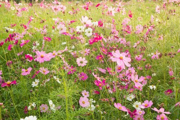 Fototapeta premium Many flower garden