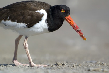 American Oystercatcher (Haemataopus palliatus)