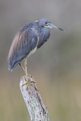 Tricolored Heron Perched on a Dead Branch - Florida