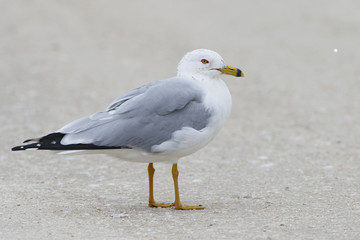 Fototapeta na wymiar Adult Ring-billed Gull on a Florida Beach