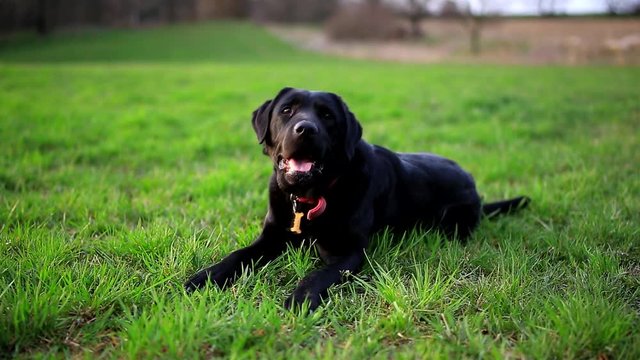Black labrador on meadow. Carefully framed footage with nice light