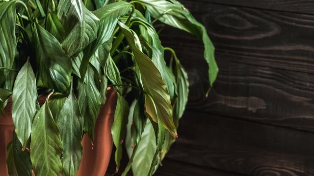 Plant is rising its leafs after watering timelapse