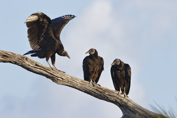 Black Vultures on a Branch - Florida