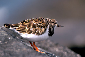 Ruddy Turnstone (Arenaria interpres)