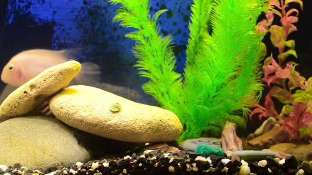 Большая розовая рыба осторожно плывет в аквариуме. (Amatitlania nigrofasciata var flamingo)