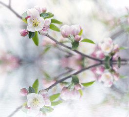 branch of apple blossoms colorful spring soft background