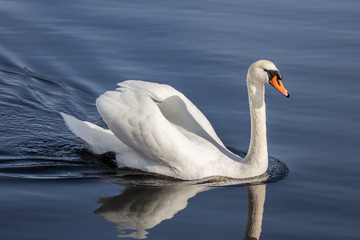 Fototapeta premium schwäne
