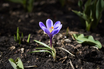Цветок крокус ранней весной