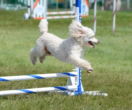 Miniature Poodle at a Dog Agility Trial
