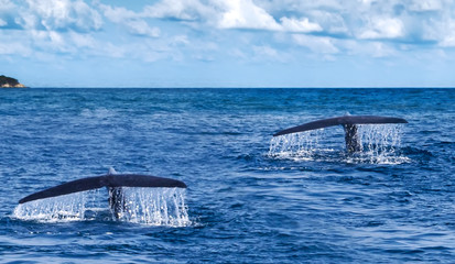 Tail humpback whale