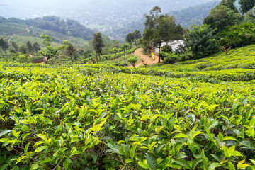 Fototapeta na wymiar green tea leaf green fields