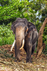 Fototapeta premium Elephants safari