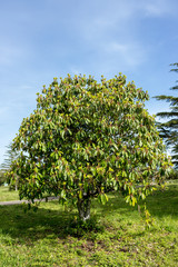 Berries growing on a tree