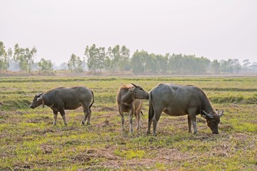 Water Buffalo in rice paddies field at countryside in Thailand

