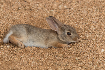 Cottontail Rabbit