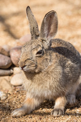 Cottontail Rabbit