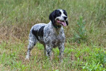 English Springer Spaniel pointing in tall grass.