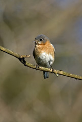 Eastern Bluebird (Sialia sialis)