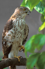 Coopers Hawk (Accipiter cooperii)